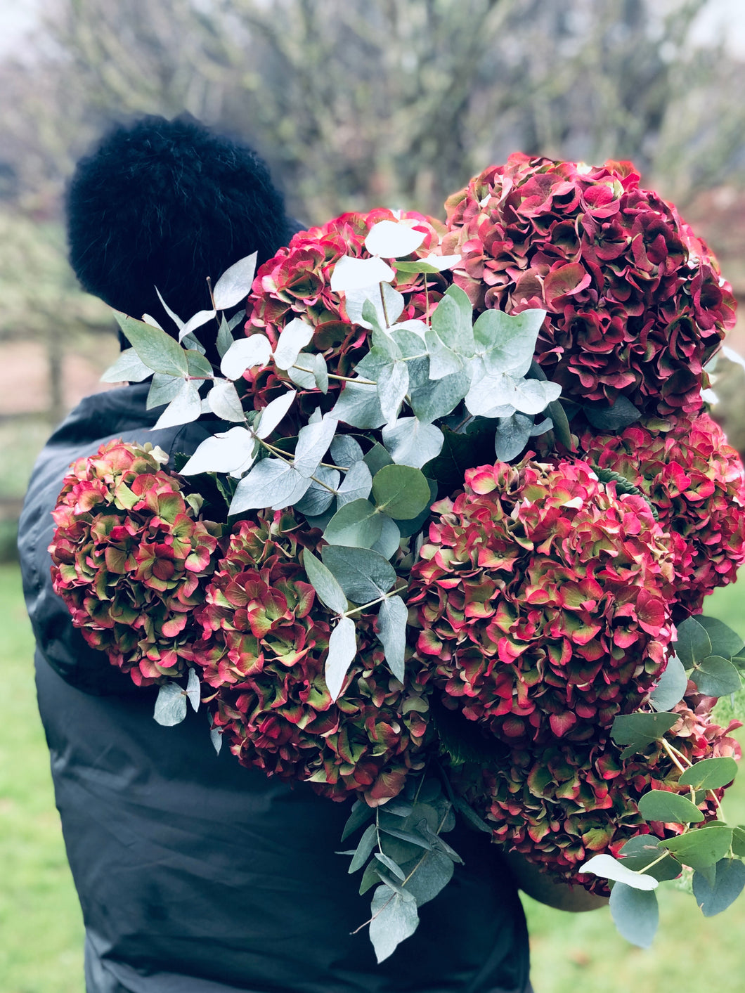Hydrangeas